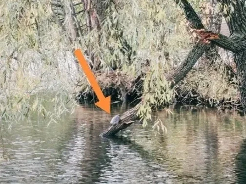 😲 Черепаху увидели на Терлецком пруду