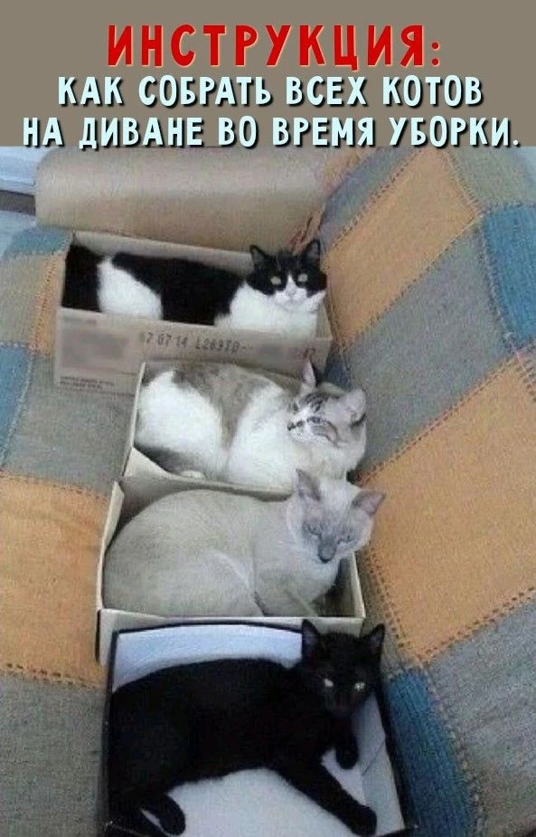 📜 Инструкция, как собрать 🐱 котов