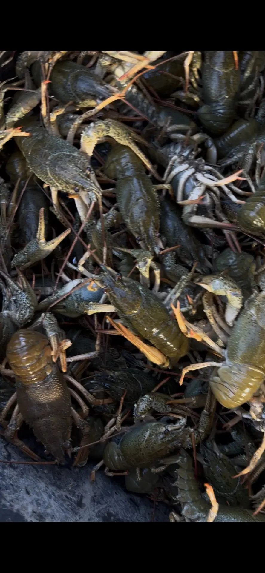 В продаже рак речной🦞🦞🦞