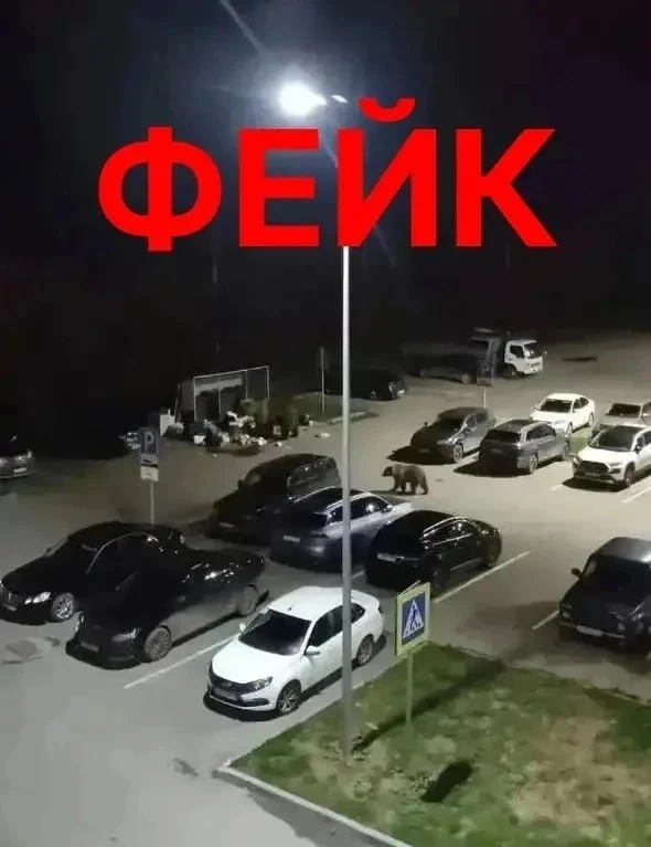 Фото медведей в Тобольске оказались фейками