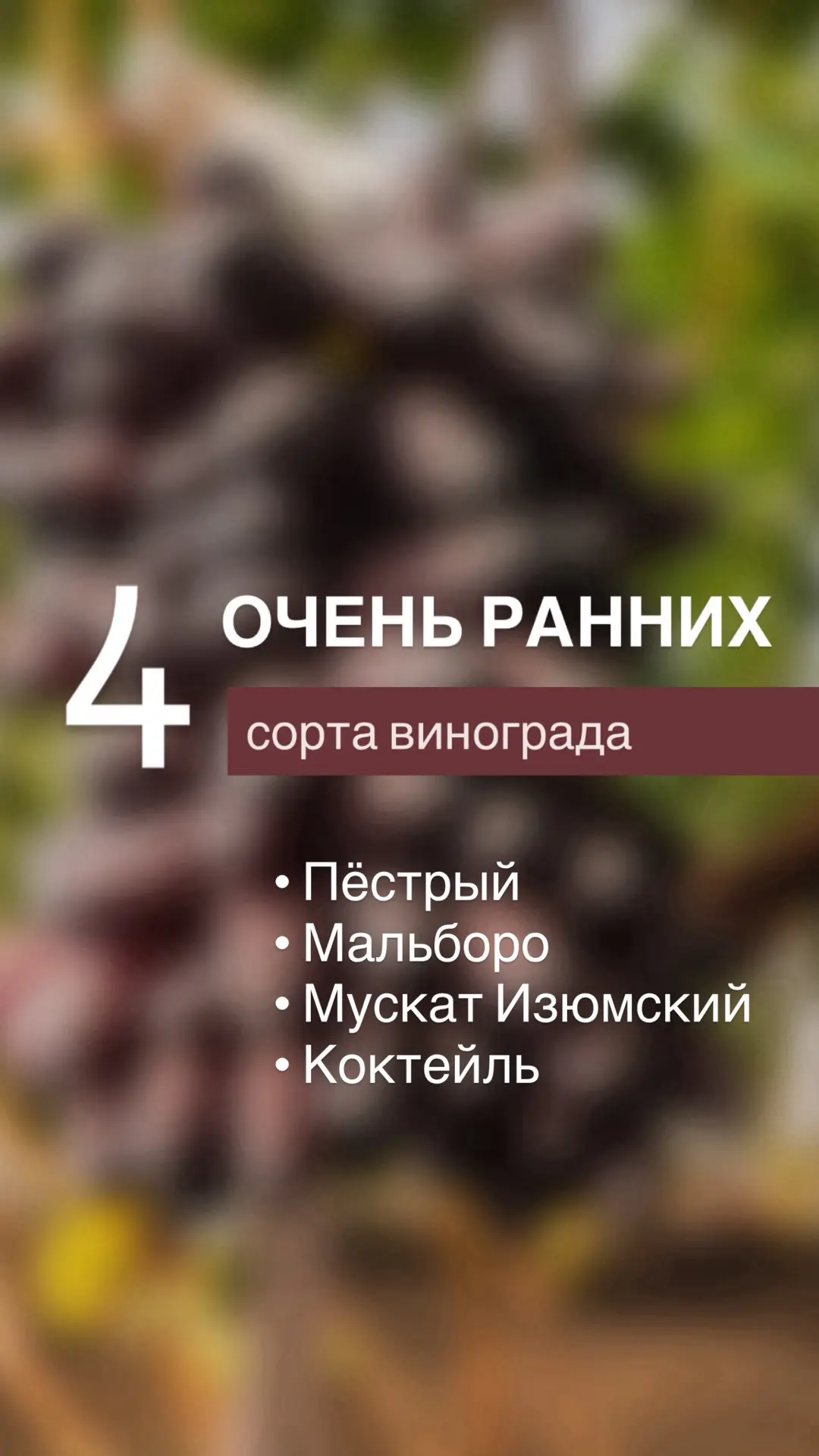 ОЧЕНЬ РАННИЙ И ТАКОЙ РАЗНЫЙ ВИНОГРАД!