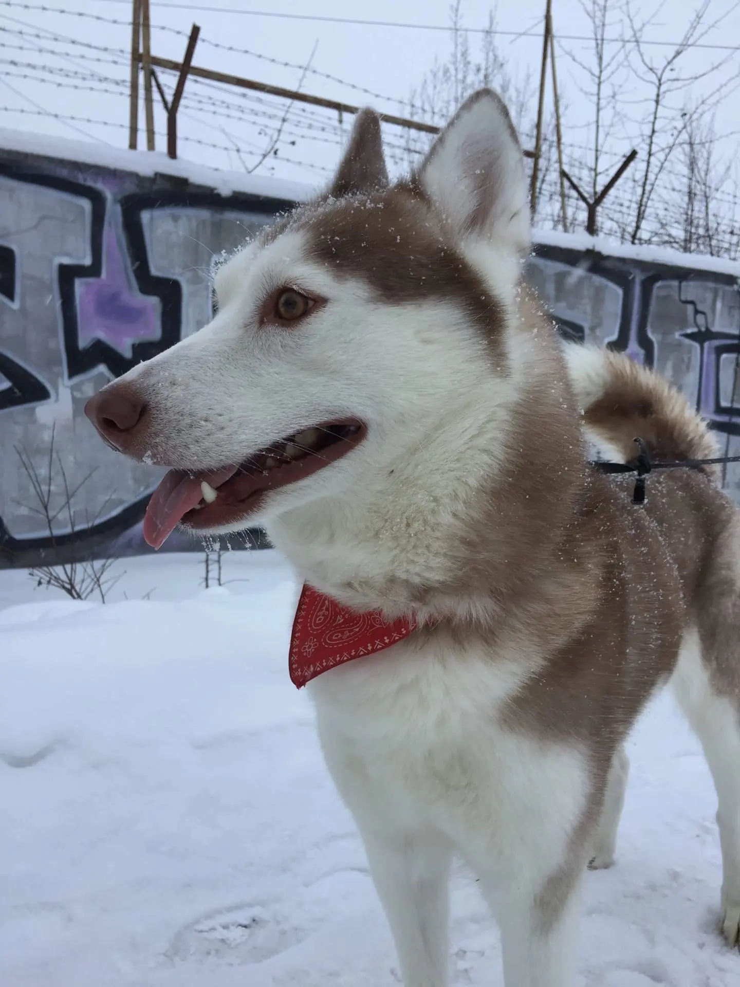 ВОЛОГДА! ПОМОГИТЕ НАЙТИ ХАСКИ ПО КЛИЧКЕ ЛУНА!