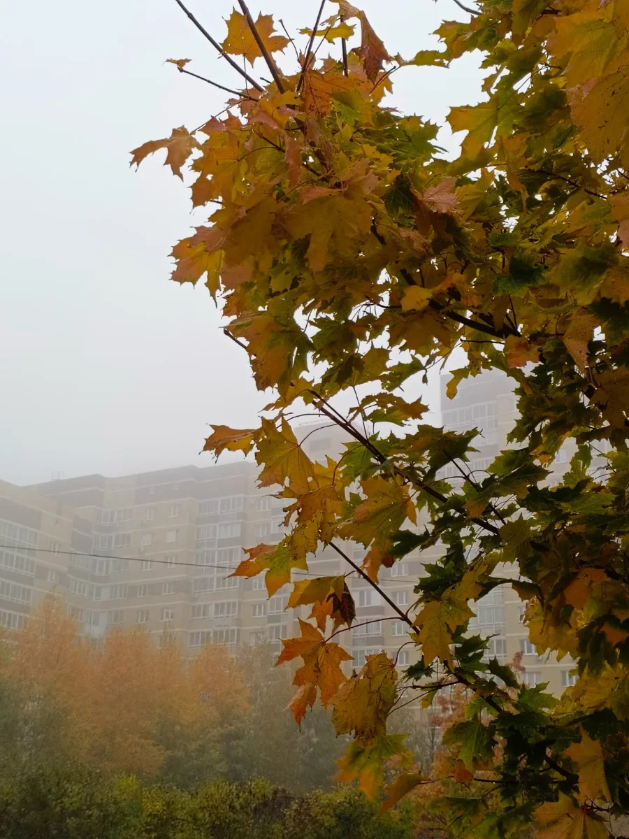 Осенний туман🍂🍁