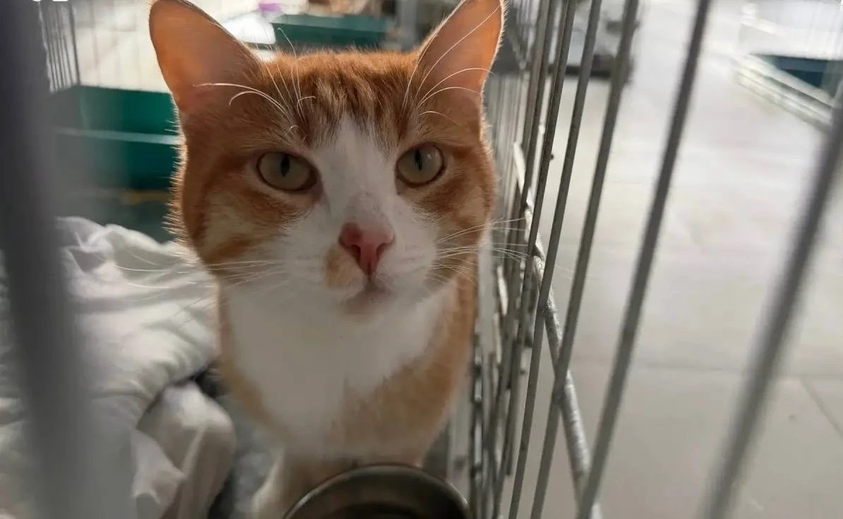 🐾 На Ямале жителей призвали брать под опеку животных из приютов