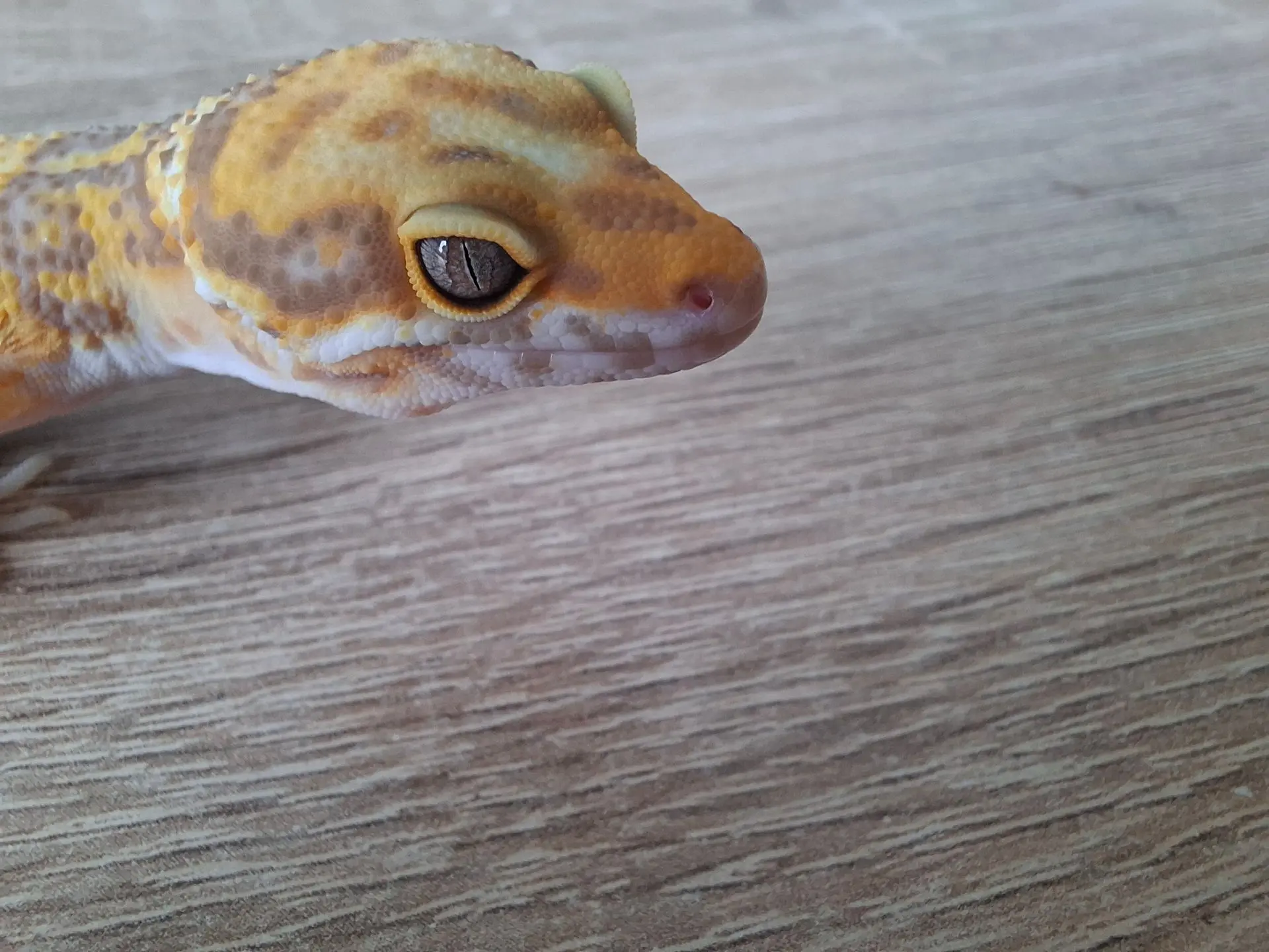 Если вам было интересно какого цвета глаза у эки то этот пост для вас!👀🦎🦎