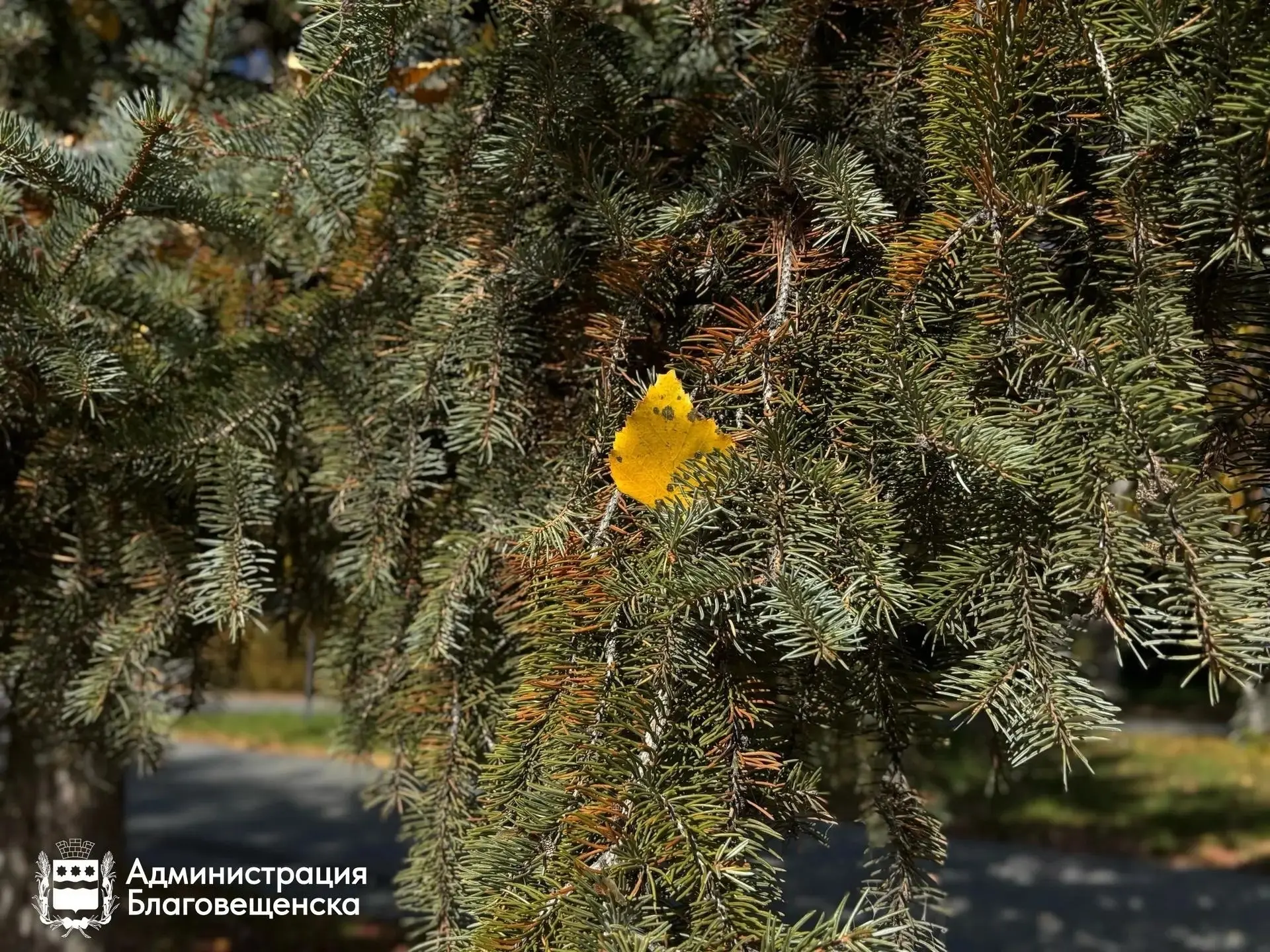 🌤 Прогноз погоды в Благовещенске на 10 октября:
