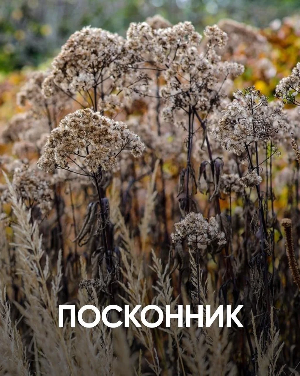 Какие декоративные растения подходят для ноября? 🌿