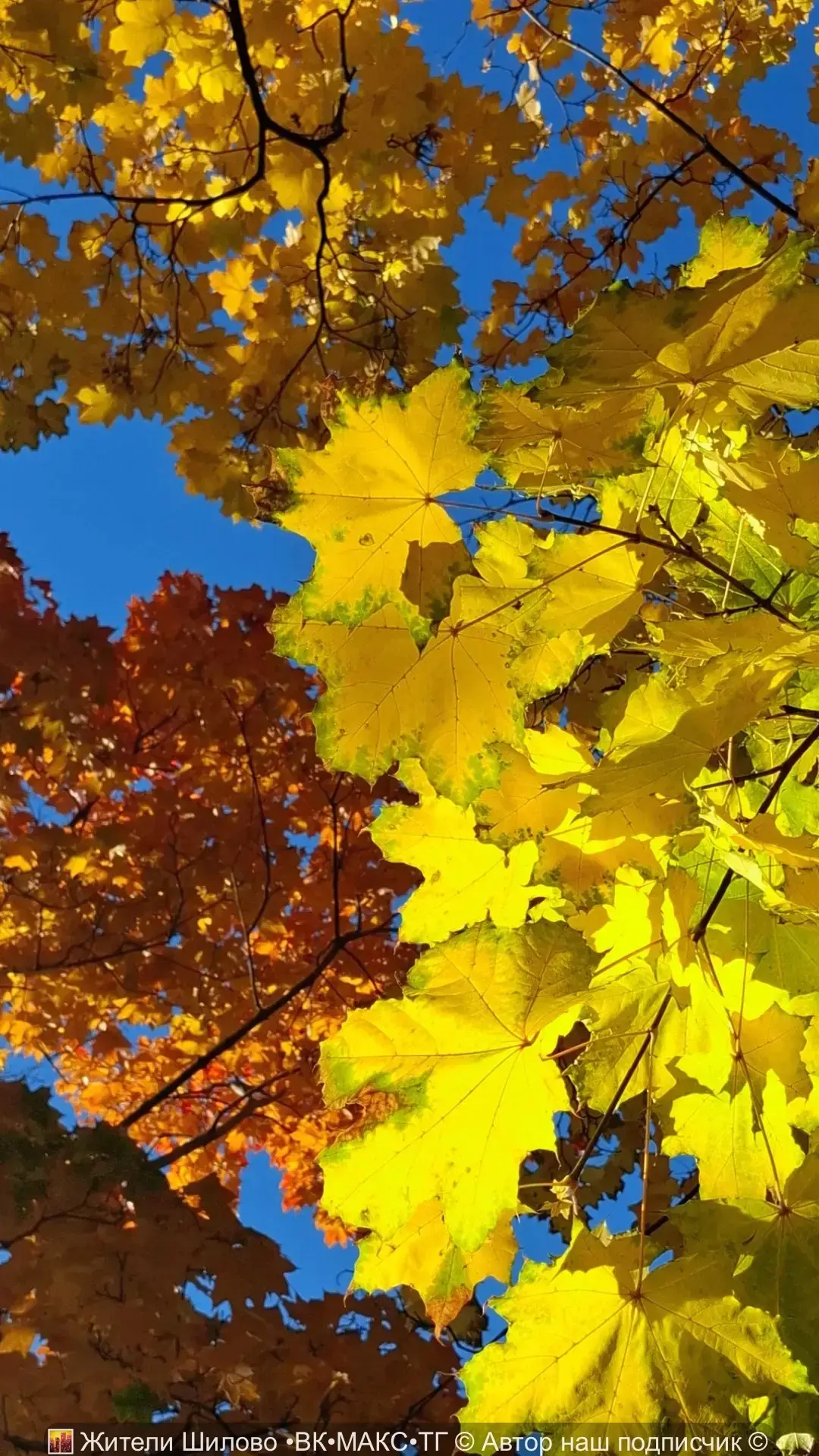 🎨Краски осени в Воронежском зоопарке 🍂🍁