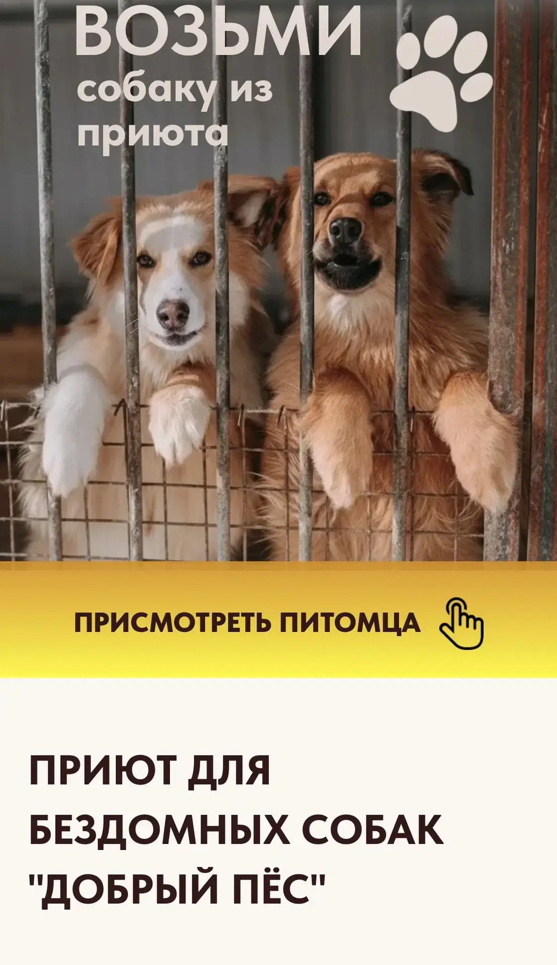 🐶 Ученики 9 «Г» класса провели субботник в приюте для бездомных собак «Добрый пёс» — и...