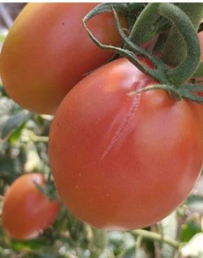 Растрескивание плодов томата🍅