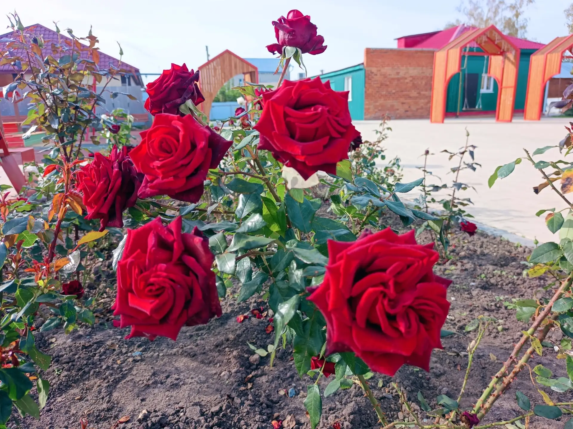 🌹В городе появилось пять новых розариев