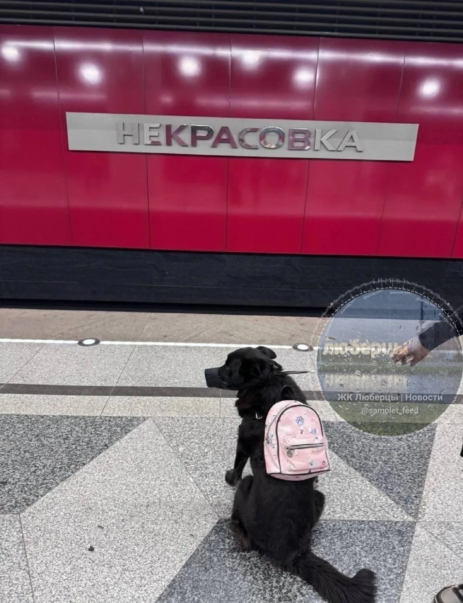 Собаку с рюкзаком за плечами заметили на платформе станции метро Некрасовка