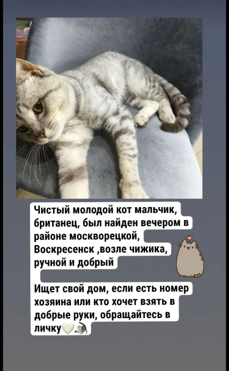 Британскому коту ищут дом