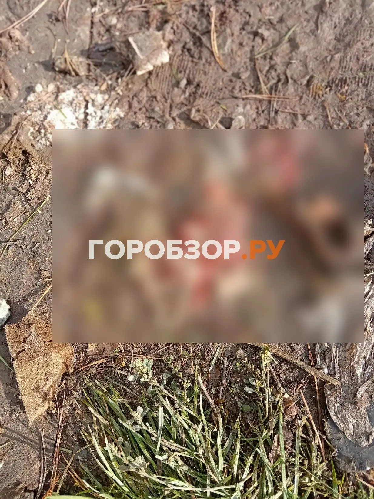 😱😱😱Убитые куры и разгромленные теплицы: город в Башкирии заполонили медведи