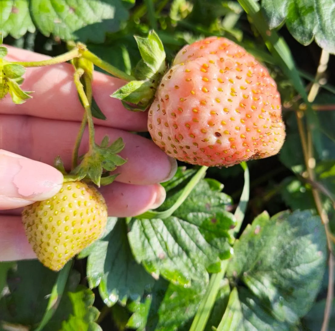 13 октября 🍁 у нас ещё клубника 🍓 😁заглянула на клубнику 🍓