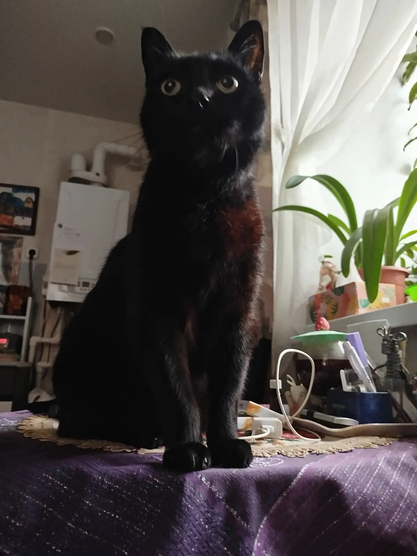 От Котобосса спасибо 🐾