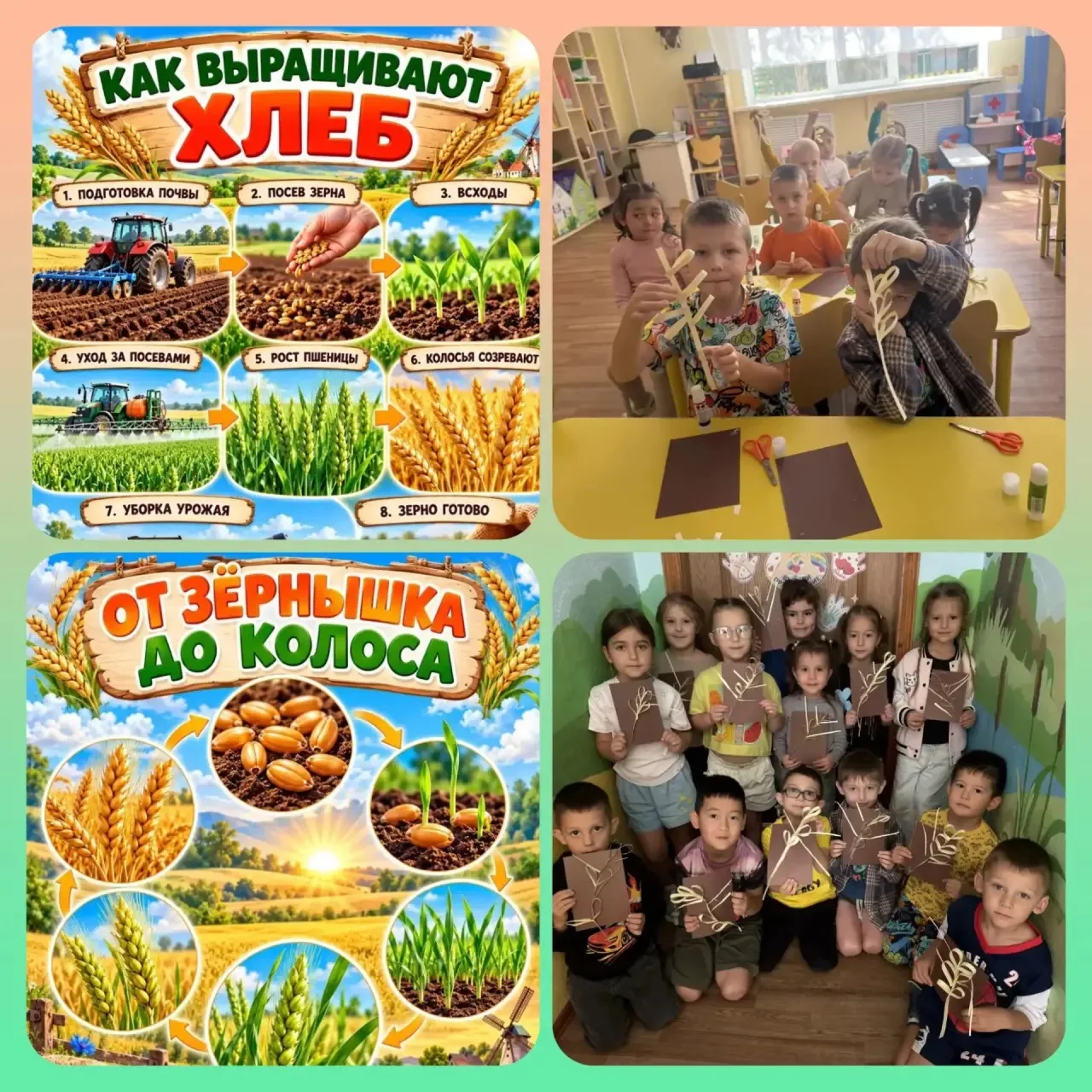 От зёрнышка до колоска