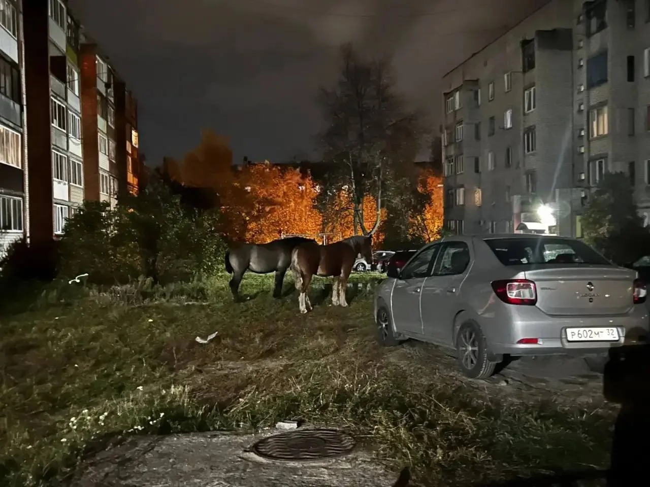 ‼️ Нам пишут: Никогда не знаешь, кто заглянет в окно утром.