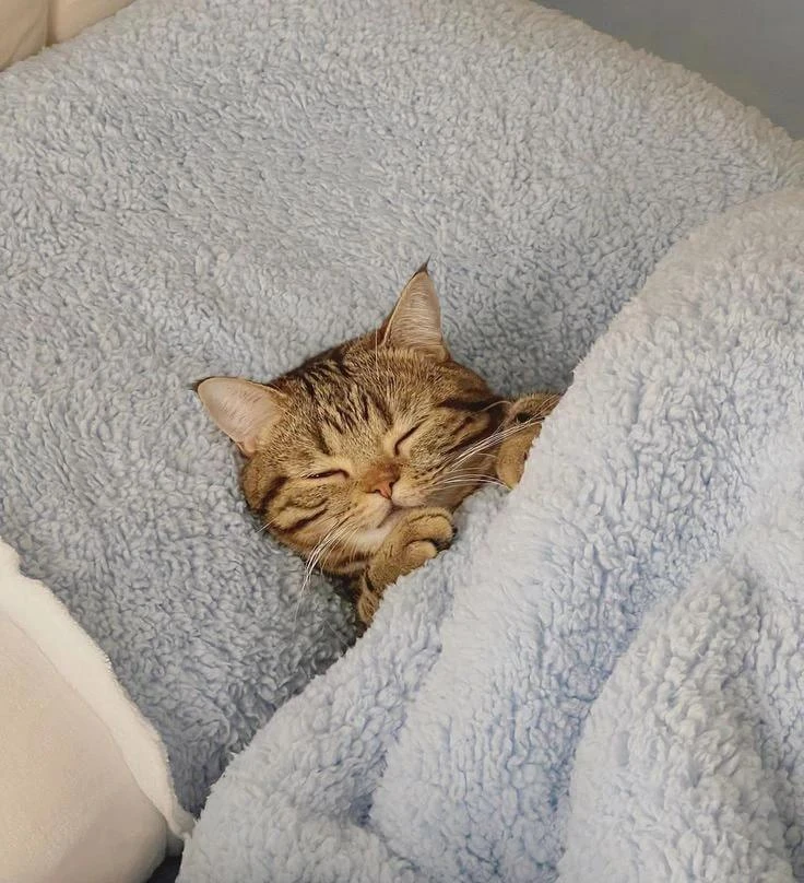 😴 Сон и аппетит под контролем