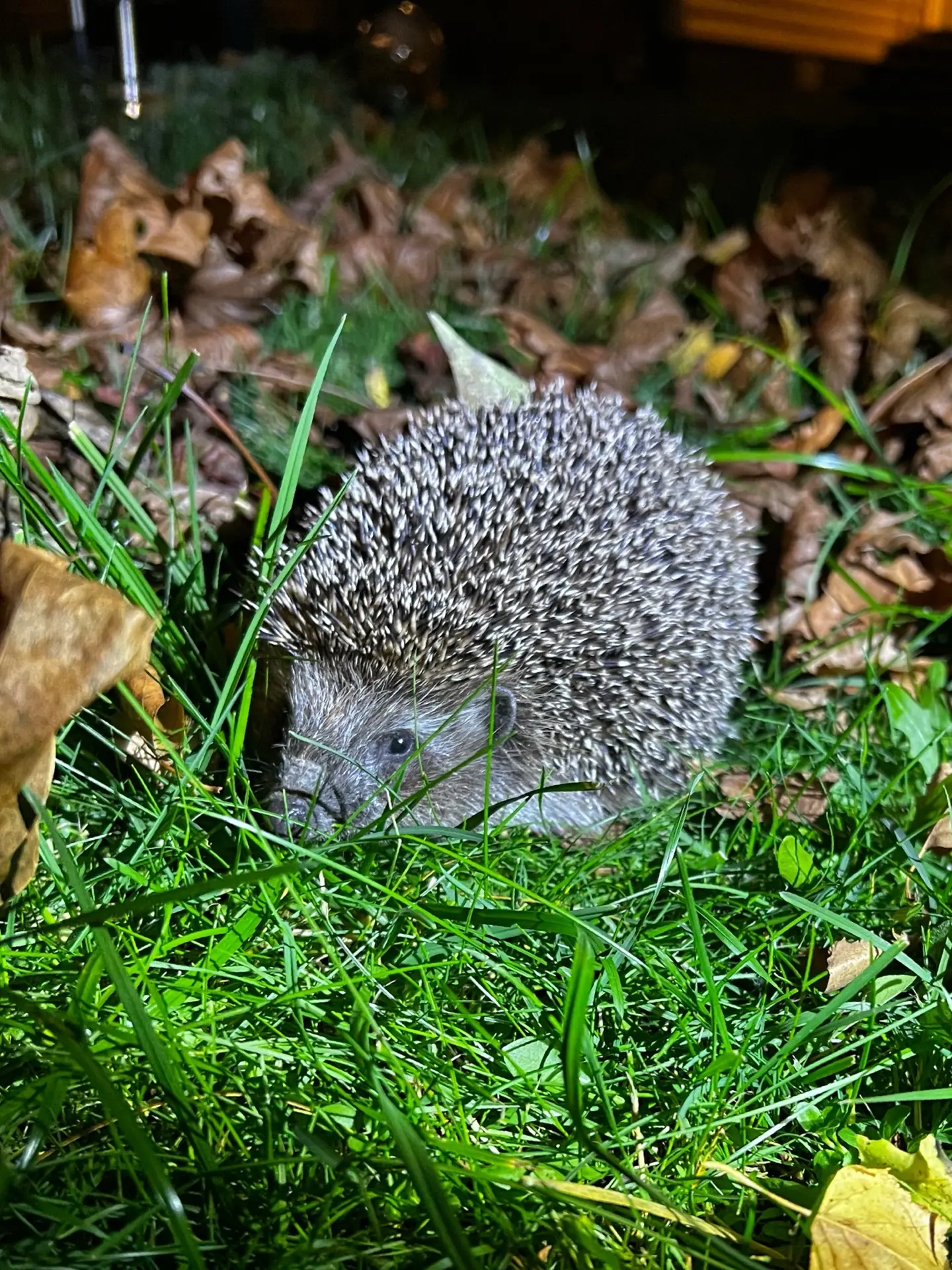 Вот такой малыш пришел погостить к нам на участок , милый 🦔