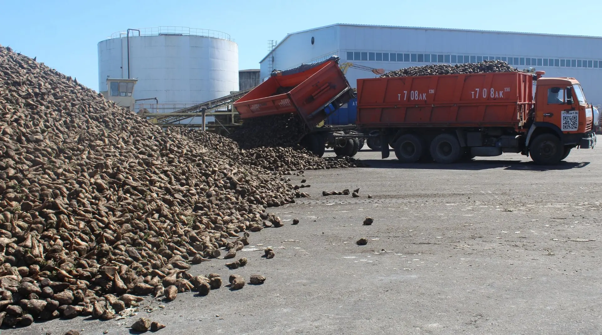 🌱В Ольховатском районе продолжают убирать сахарную свеклу. Сладкие корни вырастили на ...