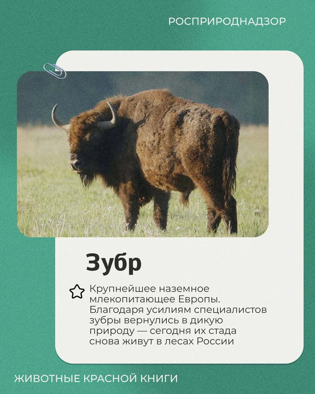 Сегодня в рубрике «Животные Красной книги» рассказываем о зубре – самом крупном наземно...