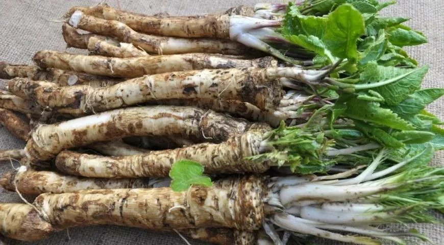 Корень хрена — это самый недооцененный продукт