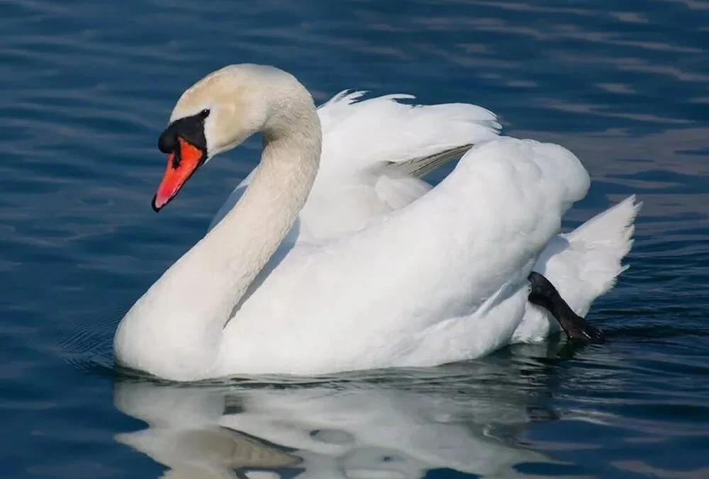 🦢 Лебедь-шипун (белый)