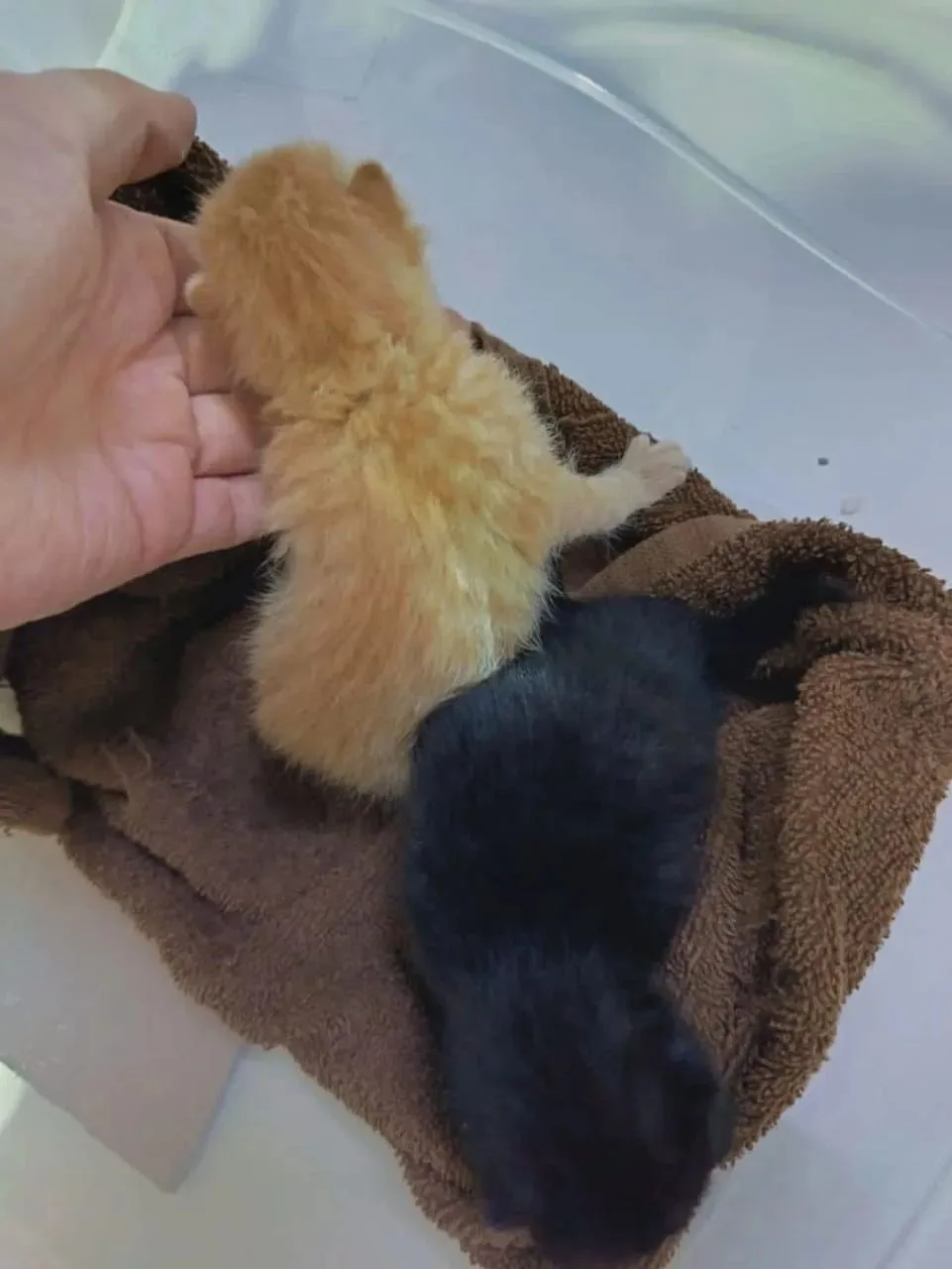 г.Находка 🆘️🆘️🆘️❗❗❗СРОЧНО НУЖНА КОРМЯЩЯЯ КОШКА . Котят принесли в зоо.магазин на Зав...