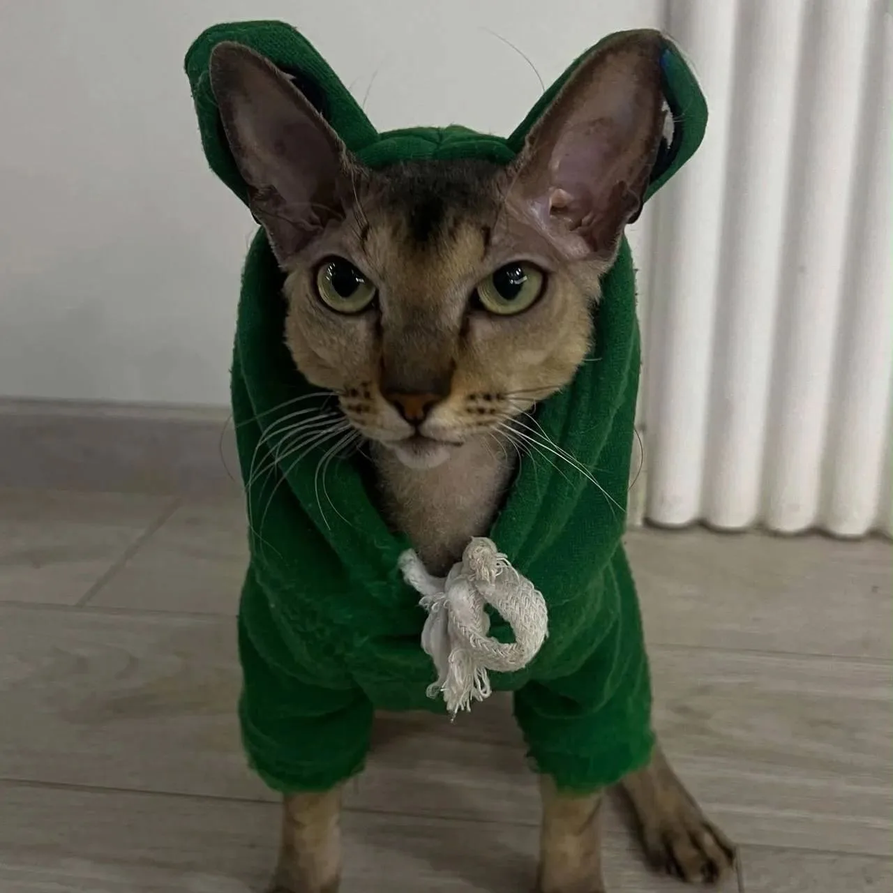 🐈 Кошка плюнула хозяйке в глаз — роговица воспалились