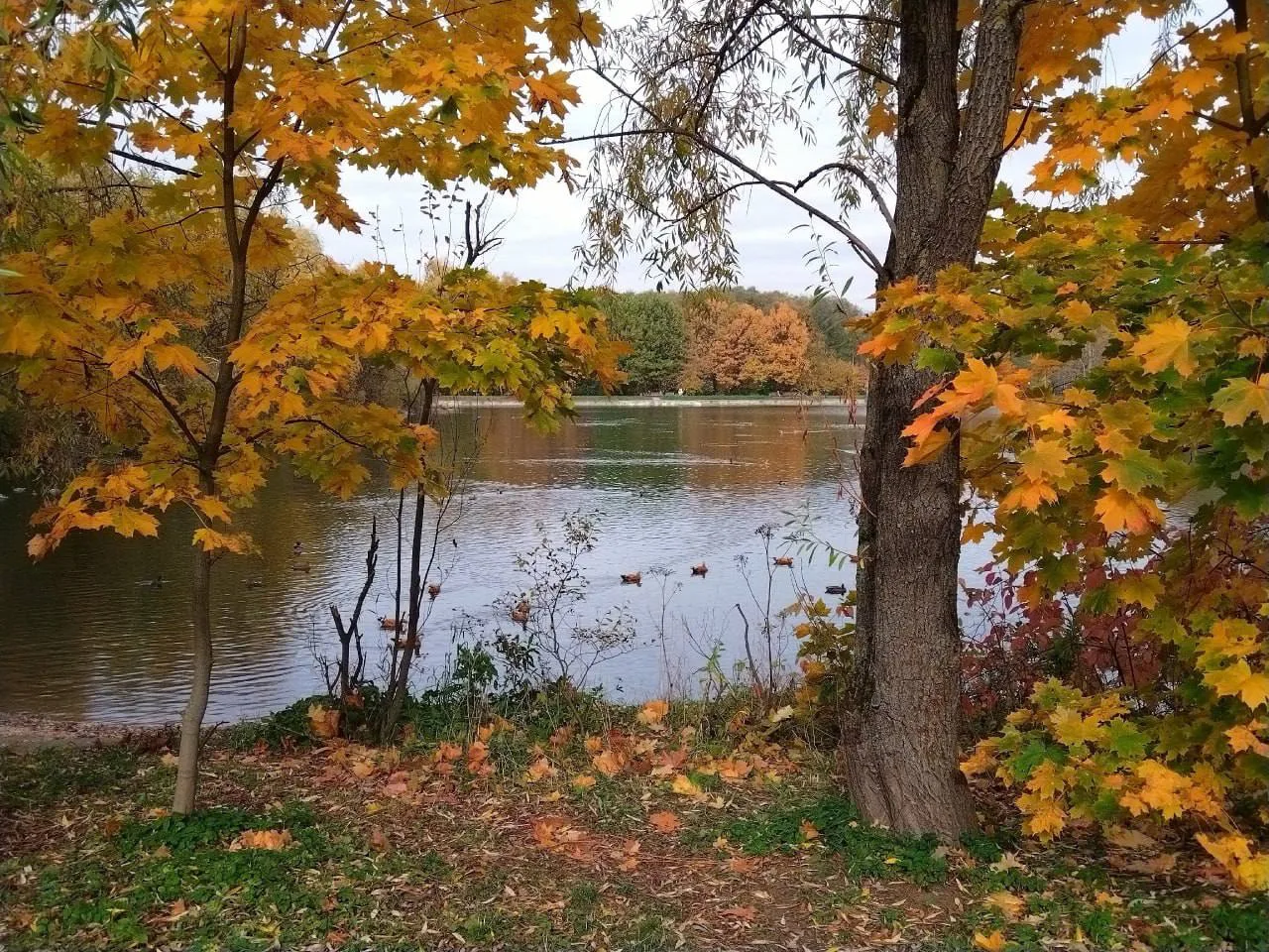 Осень в Терлецком лесопарке 🍁