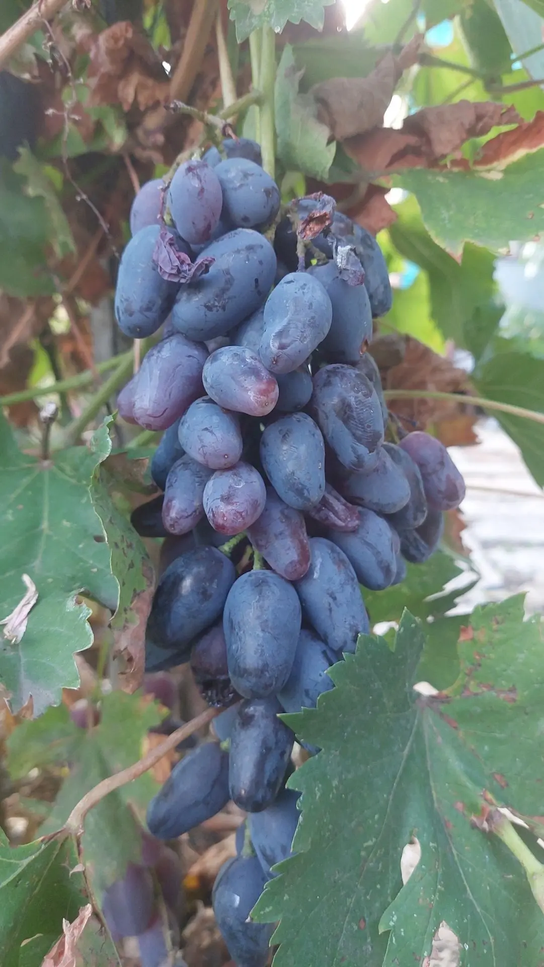 Плоды осени 🍇🍁🍂