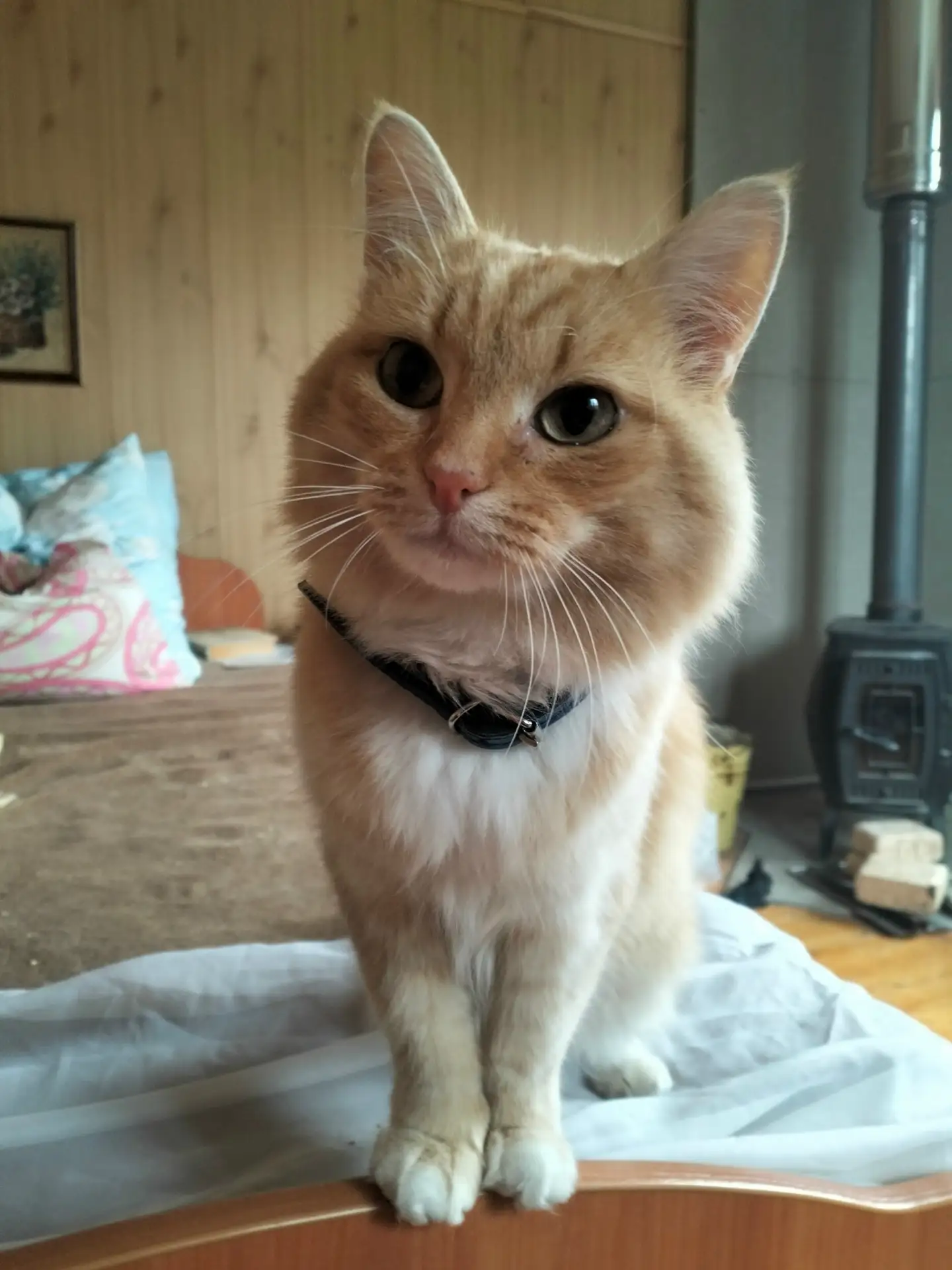 Отдается котик 2 года. Стерилизован. Не метит!!!!!!