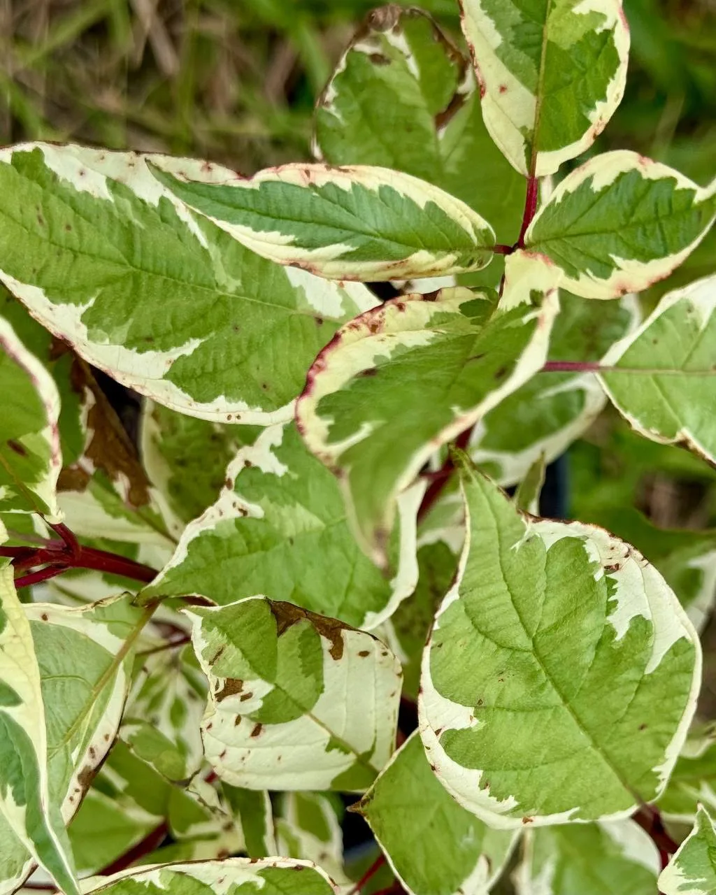 Новости нашей фермы🌿🪏