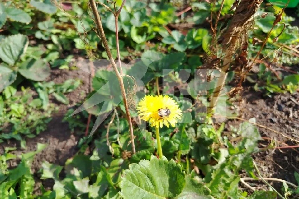 🌼 Одуванчики зацвели в середине октября в Самарской области