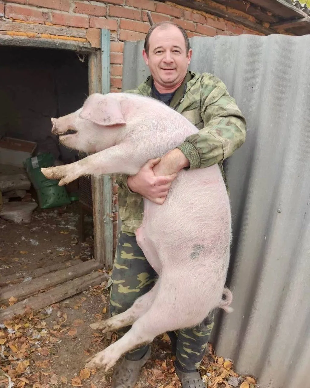 Свиней мы держали тоже и много