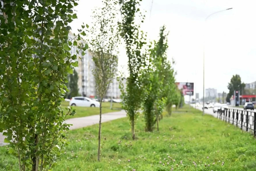 🌳 В Тамбове посадили 136 пирамидальных тополей