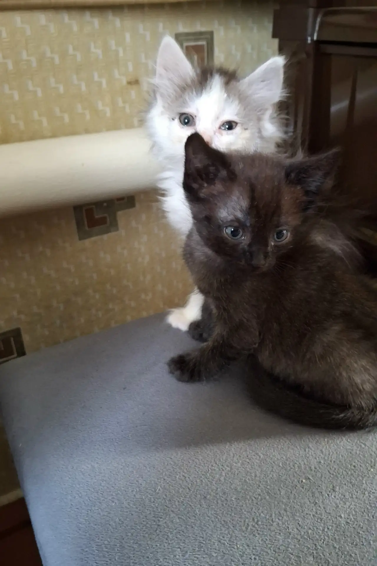 Котята, мальчики, 1.5 мес., кушают всё к лотку приучены