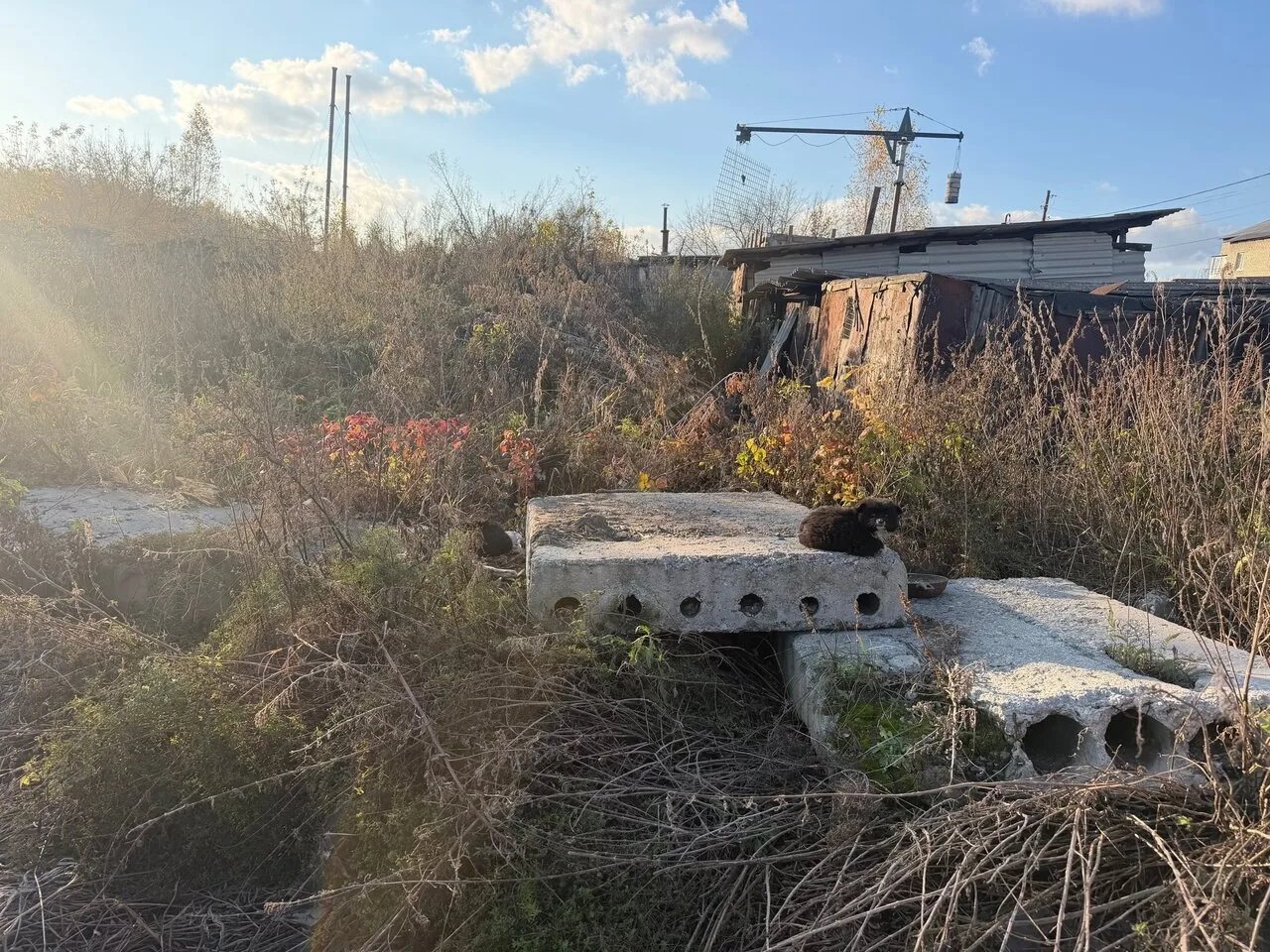 Здравствуйте, в районе 35 . Найдены щенки 🐶 3 шт за трех этажкой в сторону кладбище гд...