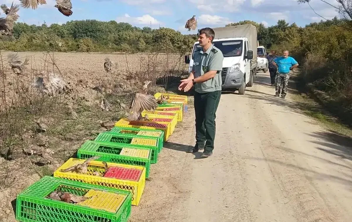 В Абинском и Крымском районах выпустили 1000 фазанов