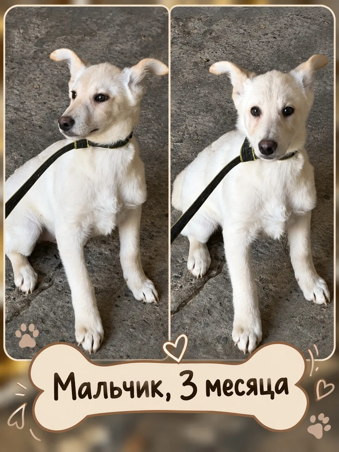 ИЩЕМ ДОМ ДЛЯ МАЛЕНЬКИХ ХВОСТИКОВ! 🐾
