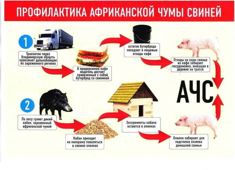 АЧС — угроза, которая рядом. Действуйте по новым правилам!