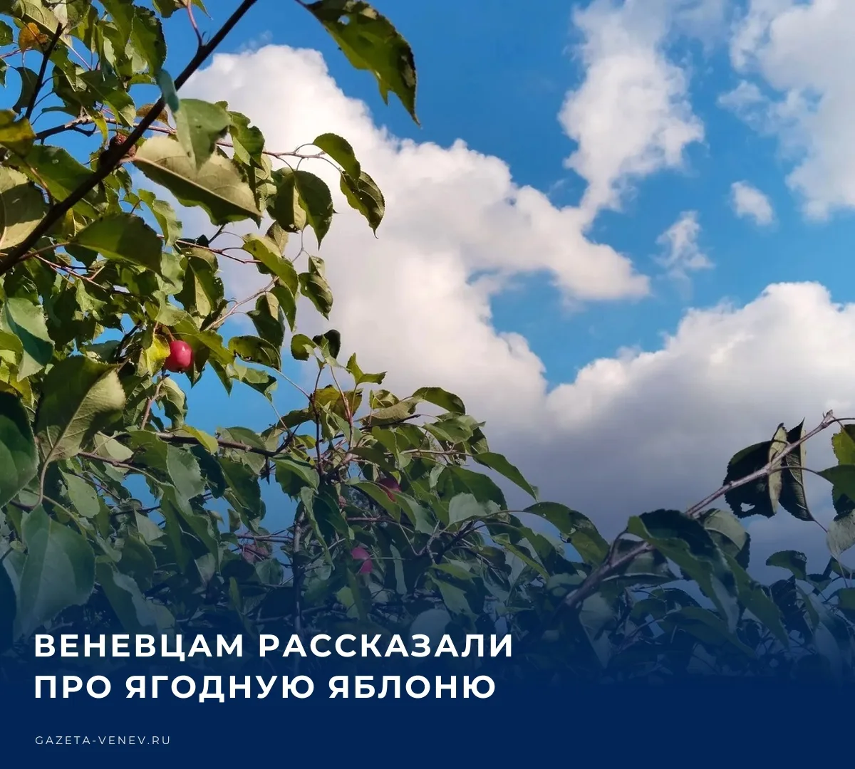 🌾 Об ягодной яблоне рассказали специалисты Веневского межрайонного отдела филиала ФГБУ...