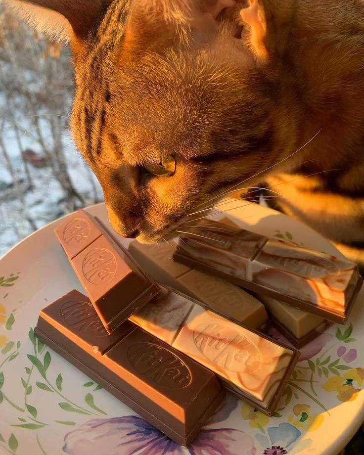 🍫Запах тёмного шоколада помогает тренироваться дольше