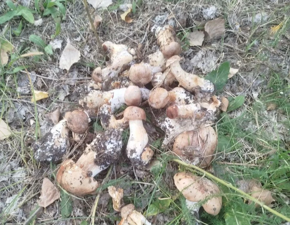 Сезон грибов открыт! 🍄‍🟫