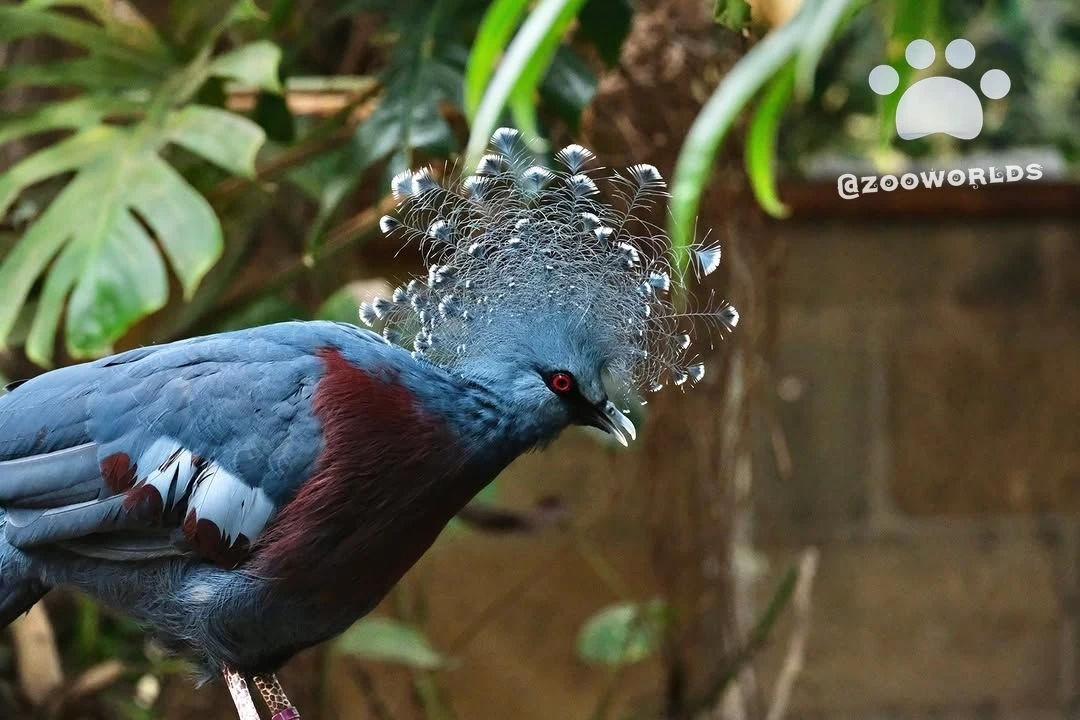 Зоопарк Банхэм