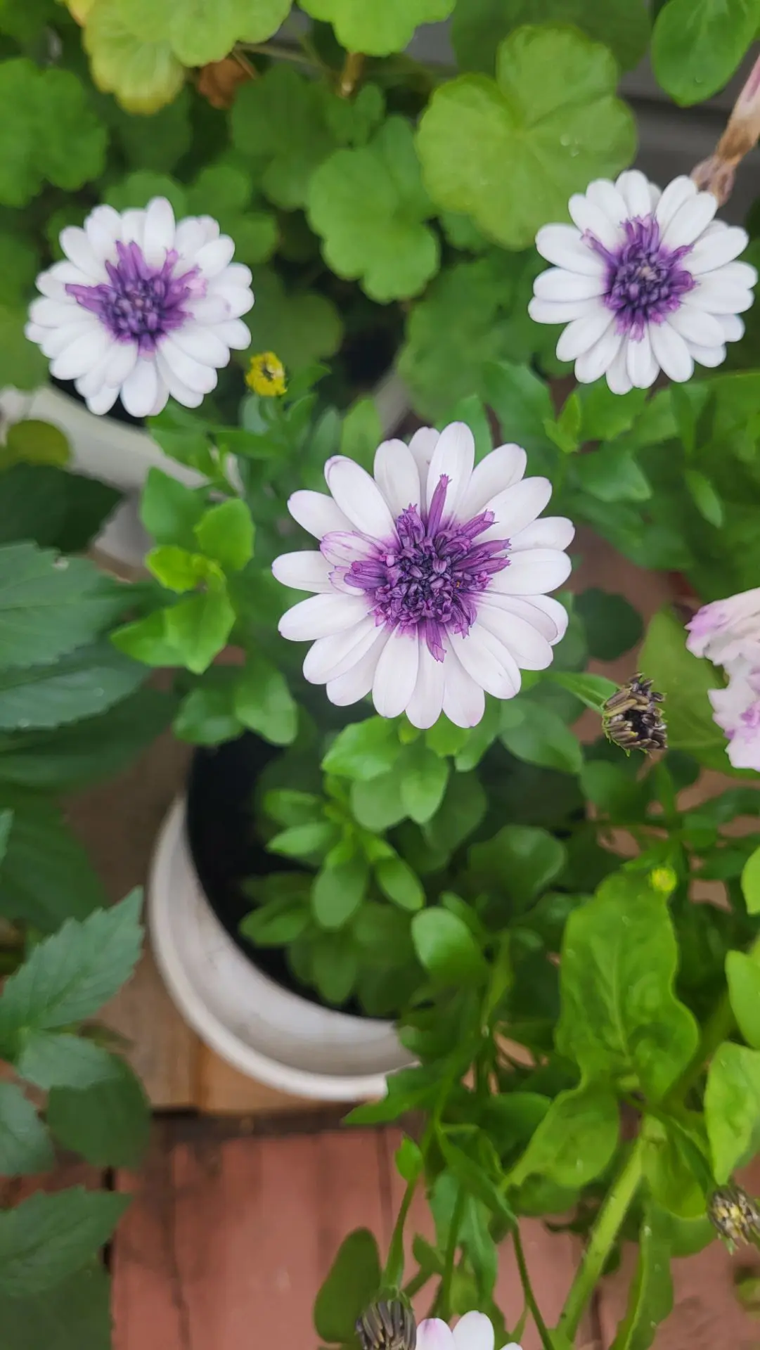 Доброе воскресное утро, дорогие дачники и любители природы! ☀️🌱