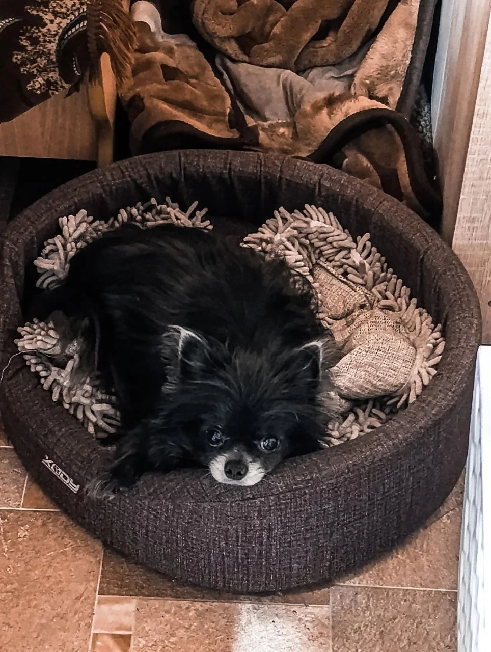 Мой Любимка Лукас🐶