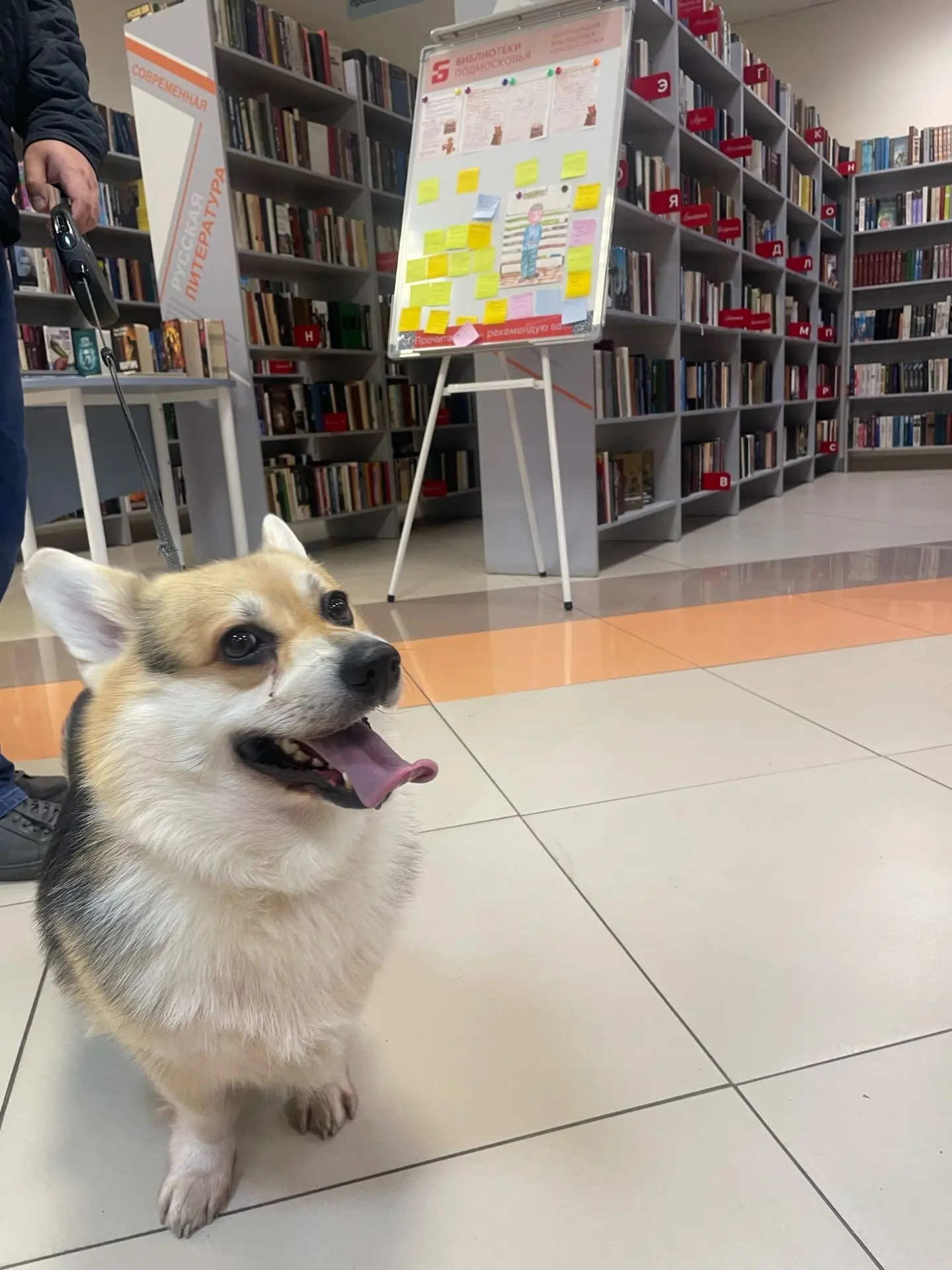 🐶 Эти замечательные пёсики заходили в Центральную библиотеку Красногорска, чтобы поуча...