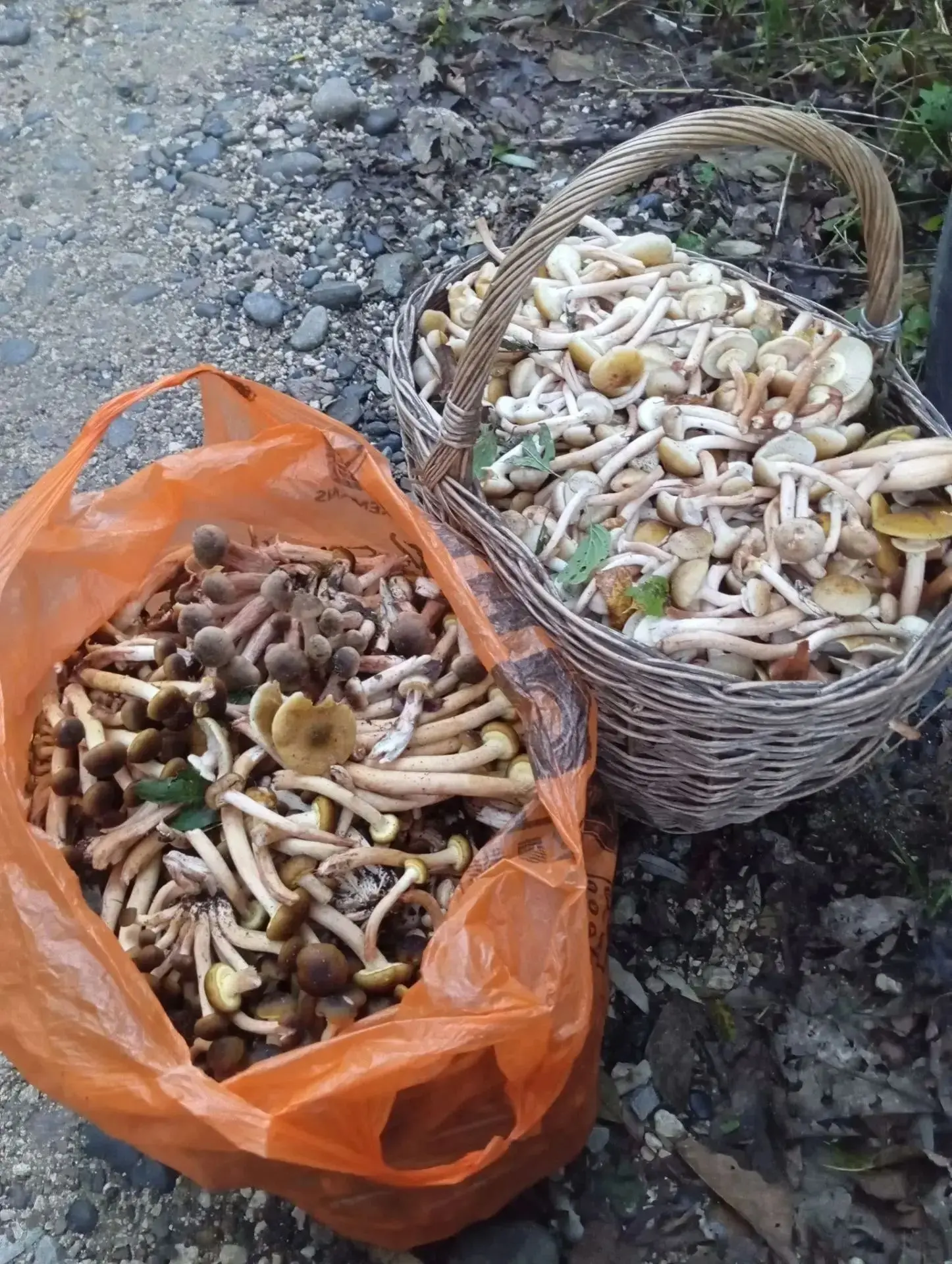 Ажиотаж продолжается